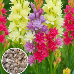 seedsilk Tuberose Rajanigandha Double Petal Hybrid All Season Seed-picture-40