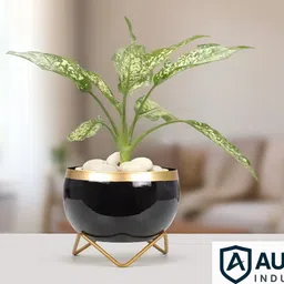 audace industries Indoor Metal Planter / Trending Pots (BLACK , GOLD) Iron Vase-picture-13