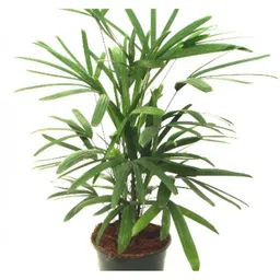 generic UGALOO Raphis Palm Indoor Office Palm for Decoration Live image 3