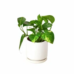 generic Good Luck Money Plant Variegated With Self Watering Black Pot|l14 image 2