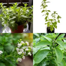 sbains Meethi tulsi live plant seeds no of seeds 24 Seed image 4