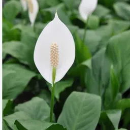 peacelily Peace Lily Plant image 2