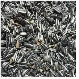 Sunflower Seeds for Birds (Macaw, Cocatails, Conures, Love Birds) 250 gm Vegetable 0.25 kg Dry Adult, New Born, Young Bird Food-image-73