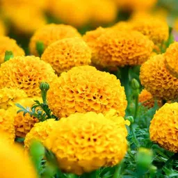 indus marigold,gende ka phool Seed-picture-22