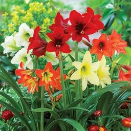 Audbhidhi Amaryllis Lilly Flower Bulbs (Pack Of -5 Bulbs) image 2