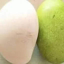 cloud farm Mango Plant image 5