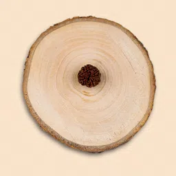 beautum Original 4 Mukhi Rudraksha Four Face Rudraksha Metal Cap Nepali Bead Wood Pendant image 3