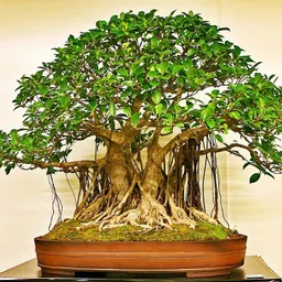 petalpath Elaichi/Cardamom Plant-picture-12