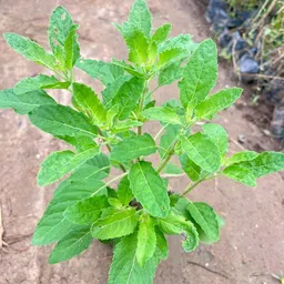 cloud farm Tulsi Plant image 4
