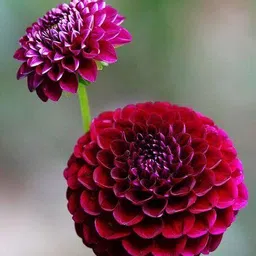 greensea Dahlia mixed colour flower Seed-picture-14