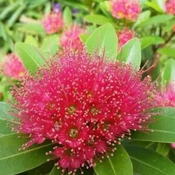 ZZ Plant-image-97