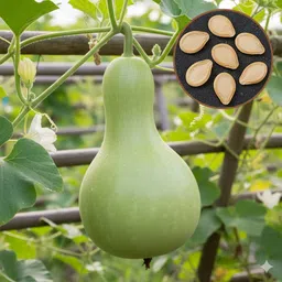 Bottle Gourd Seeds Hybrid for home garden Seed-image-37
