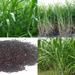 ibains Napier grass seeds for dairy farm pack of 5013 Seed-picture-23