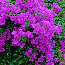 mahamaya a to z Bougainvillea glabra Flower (Kagoj Ful Plant), Bougainvillea, Paperflower Seed-picture-21
