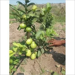 alogardening Guava Plant image 2