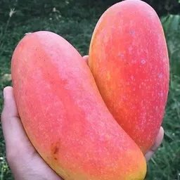 greenyon Mango Plant image 4