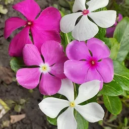 nayantara Nasturtium Plant image 2