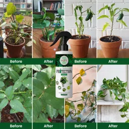 hasper Neem Plants Protection Spray-Organic Pest Repellent Fertilizer (250ML x 2) image 3