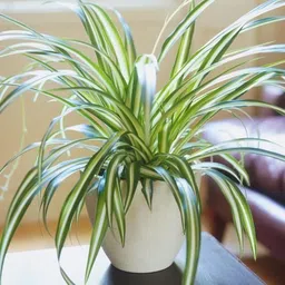 vamsha Spider Plant-picture-20