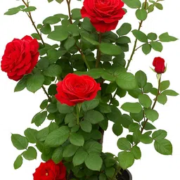 alogardening Rose Plant-picture-17