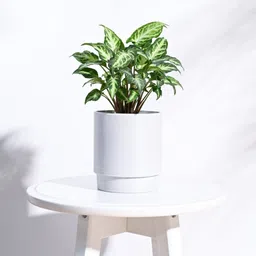 ugaoo White Plastic Oslo Small Desk Pot image 1