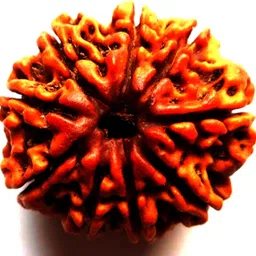 navdurga jyotish kendra 9 Mukhi Rudraksha Natural Lab Certified (100% Original) Wood Locket-picture-10