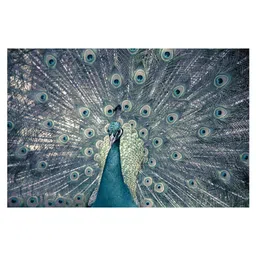 National Bird In Blue Canvas Framed Art Print (33 x 21 Inches) By Inephos image 2