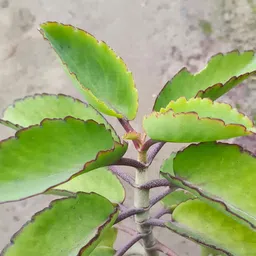 cloud farm Bryophyllum Pinnatum/Patharchatta Plant image 3