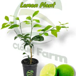 cloud farm Lemon Plant image 2