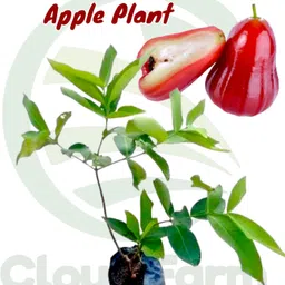 risenshine Wax Apple White Wax Fruit image 2