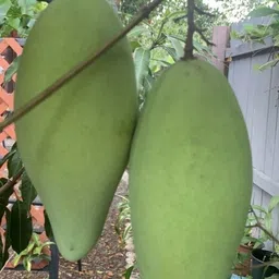 breezy blooms Mango Plant image 3