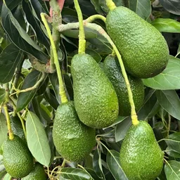 petalpath Avocado Plant-picture-17