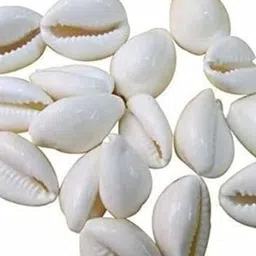padmavathi enterprises Safedh Kaudi 108 Pc | White Shells 108 Pc Polished Oval Crystal Pebbles-picture-33