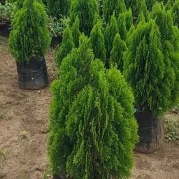 progoti botany Platycladus/Morpankhi Plant image 3