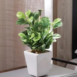 casacraft from pepperfry Fabric Green Coin Leafed Bonsai With Ceramic Pot Artificial Plants image 1