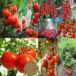 ibains Tomato hybrid seeds pack of 240 Seed image 2
