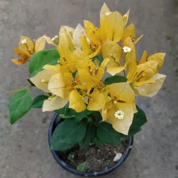 greenbazar Bougainvillea Plant-picture-28