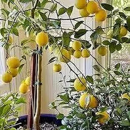 aposoluard Lemon Plant image 2