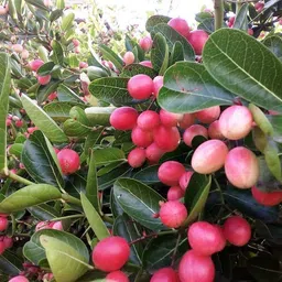 breezy blooms Karonda Plant-picture-27