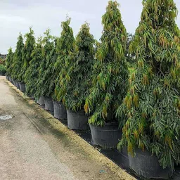 knessin Polyalthia longifolia, Ashok Seeds (20 Seeds) Seed-picture-27