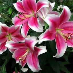 radha krishna agriculture Radha Krishna Agriculture® Lillum Asiatic Lily Flower Bulbs for Your Home and Gardening Pack Of 2 Bulbs (WHITISH PINK) image 1