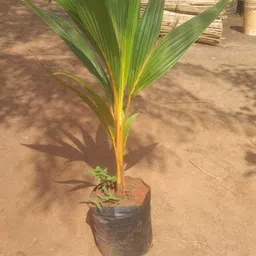 eden of earth Coconut Plant image 5