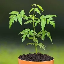 bakuchi Neem Plant-picture-19