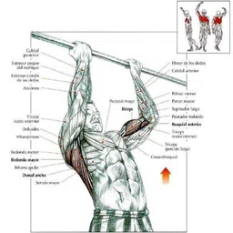 nv collection Kids Gym Bar Height Increase Pull-up/Chin-up Bar & Multipurpose Hanging Bar Push-up Bar image 2