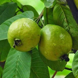 Guava Plant-image-2