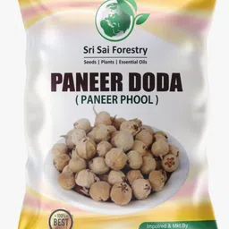 sri sai forestry Paneer Ka Phool | Paneer Doda | Paneer DODI for Diabetes, Pack of 300 to 400 Fresh Seed-picture-26