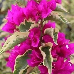 greenyon Bougainvillea Plant image 1
