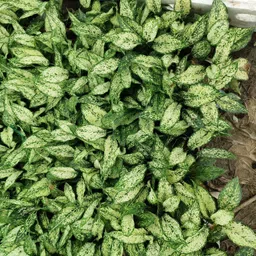 greenyon Aglaonema Plant image 2