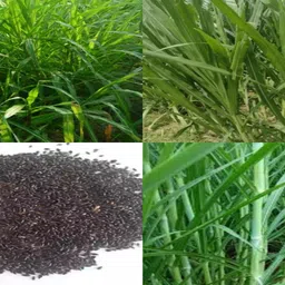 ibains Napier grass slips for farming pack of 5013 Seed image 2