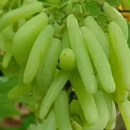 greenlife Grapes Plant image 1